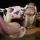 Familie Steffen hält ihre eigenen Rinder und Schweine und bauen das Futter selbst an[2305843009214469072]