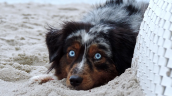 Die schönen Hunde von Sylt_NR