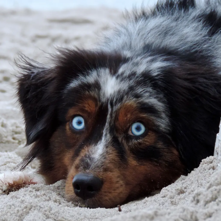 Die schönen Hunde von Sylt_NR